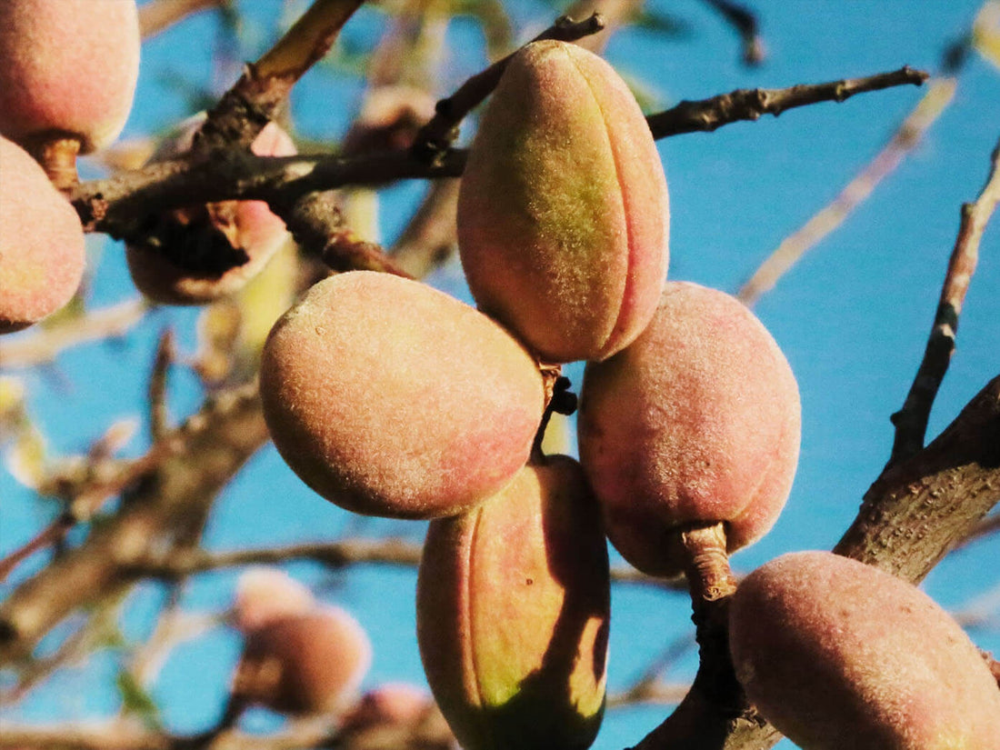 Amandelhout voor het roken, ideaal om vlees en vis te aromatiseren op de kamado.