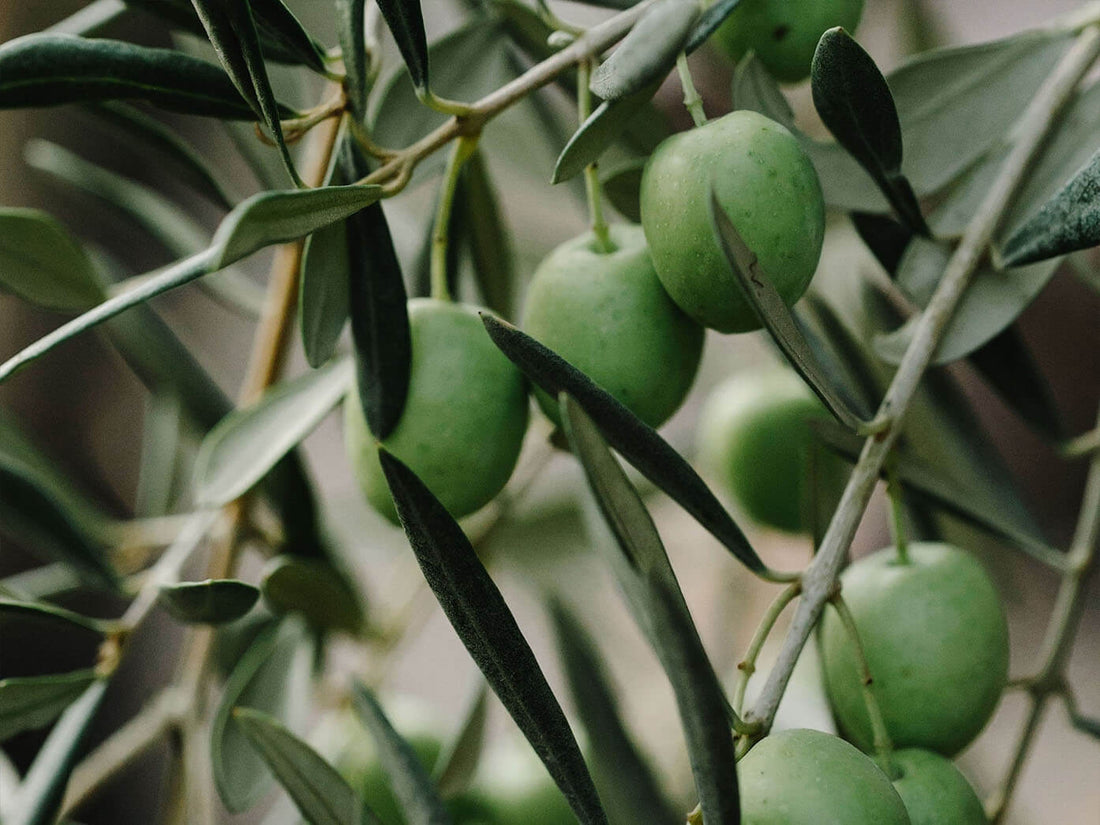 Olijfhout voor het roken, brengt mediterrane aroma’s naar de kamado.
