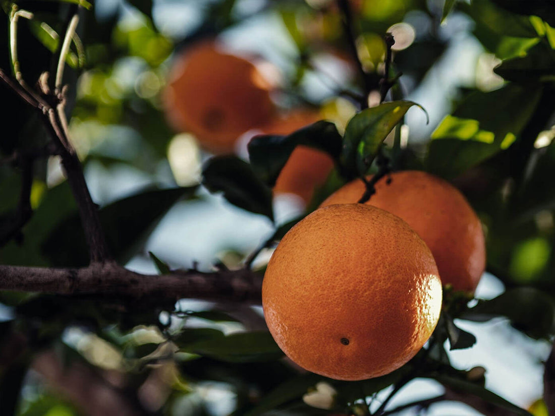 Sinaashout voor het roken geeft zachte, fruitige tonen aan de kamado.